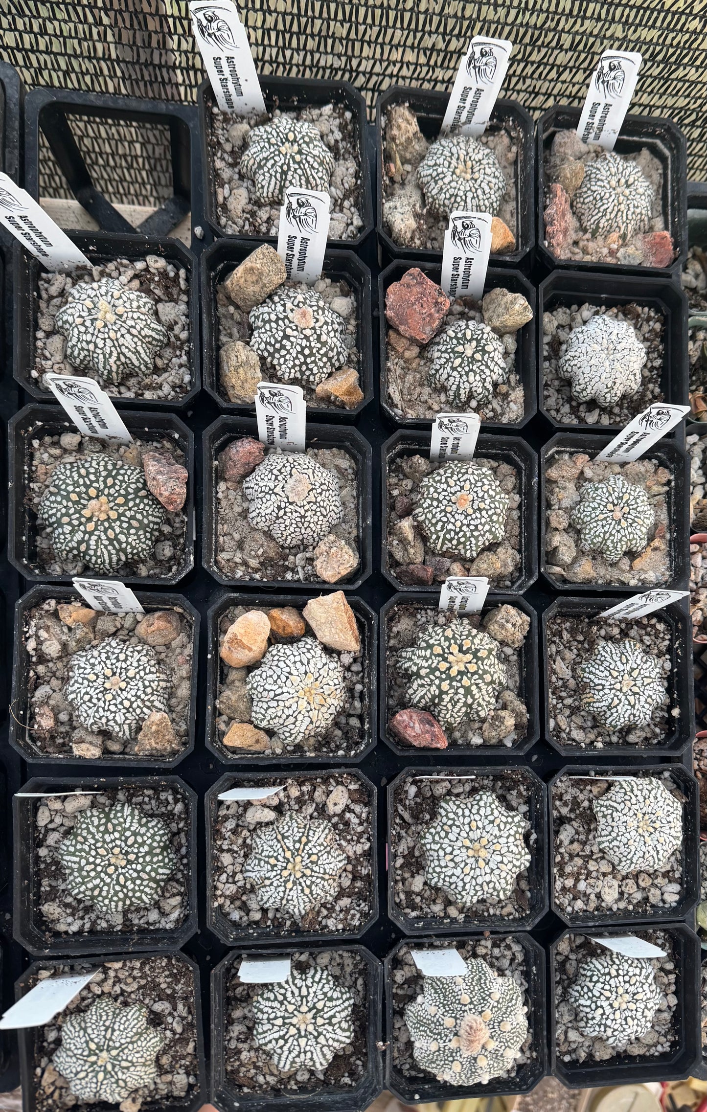 Astrophytum Super Starshape