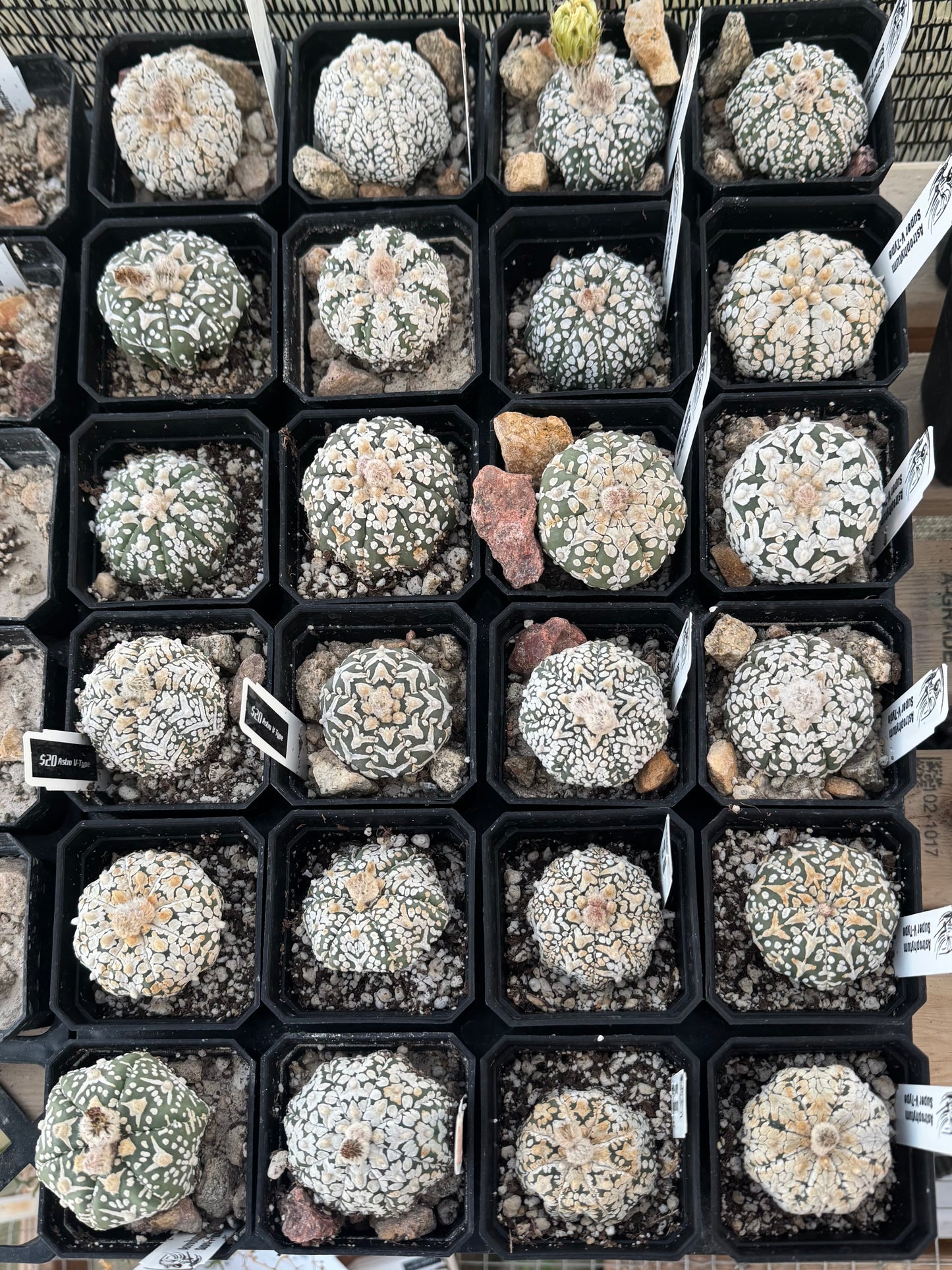 Astrophytum Superkabuto V-Type