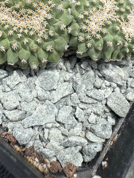Top Dressing No.02 Glacier