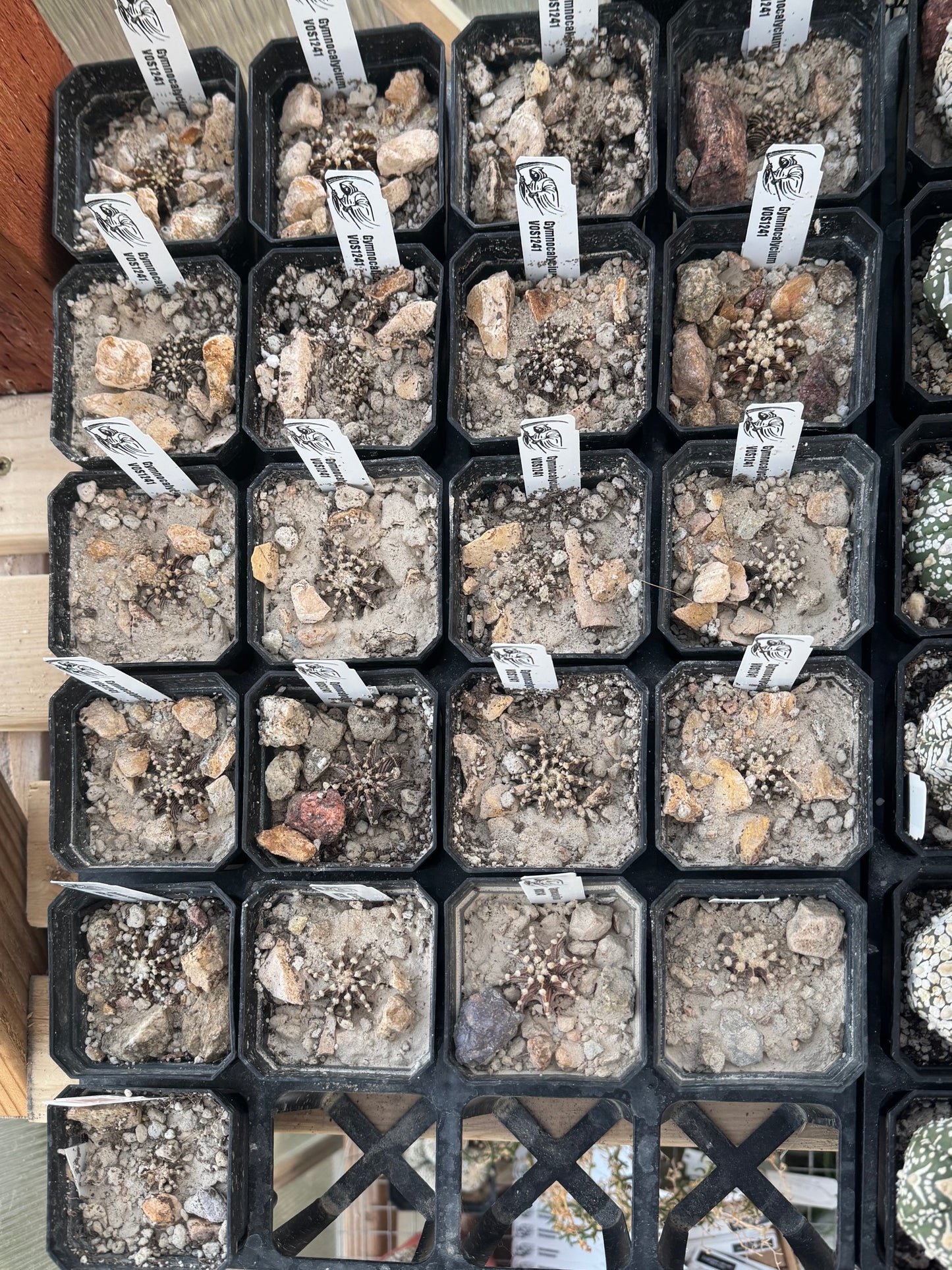Gymnocalycium VOS1241 "Black Star"